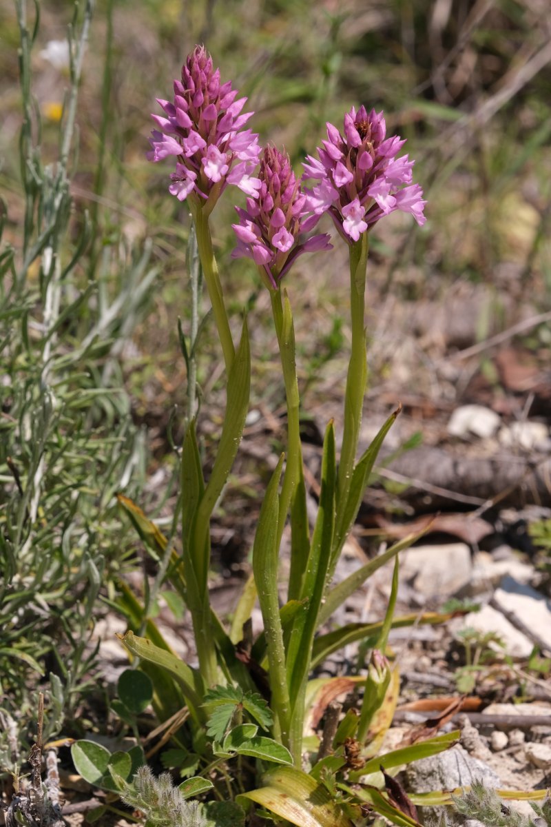 Ultime orchidee per quest''anno - Dalla Grecia con passione